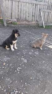 otdam shenkov v horoshie ruki shenki shenki lajki sobaki