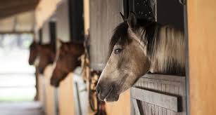 View listing photos, review sales history, and use our detailed real estate filters to find the perfect place. Horse Boarding Guide Types Costs Faqs Horsey Hooves