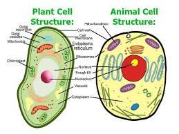 This kind of rigidity would however, the impacts of these differences on the morphology (form and features) of plants and. 1 Cell Structure