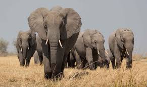 Artículos | Los Animales Salvajes más Peligrosos