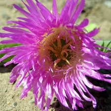 Image result for Centaurea praecox
