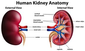 Learn about renal blood vessels with free interactive flashcards. Anatomy Of The Kidney