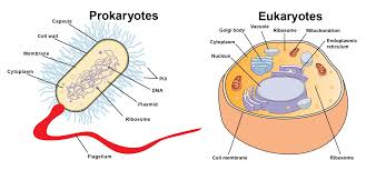 Eukaryotic cells have many components that play critical roles in various essential cellular pathways. Https Www Jpschools Org Cms Lib La50000440 Centricity Domain 1099 6thgrade Science Wspanish Pdf