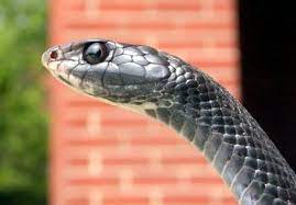 Coluber Constrictor Wikipedia The Free Encyclopedia Snakes For Sale Black Racer Snake