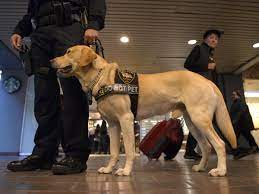In some cases, these dogs may not have any behavioral problems but may have outgrown the job. How To Adopt Service Dogs That Failed Government Training By Being Too Nice The Independent The Independent