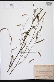 Image result for Aeschynomene cristata