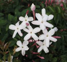 Maybe you would like to learn more about one of these? 15 Best Smelling Indoor Plants For A Divinely Fragrant Home Smart Garden Guide