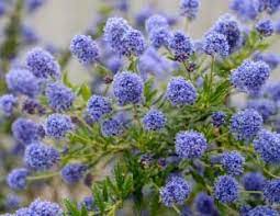 20 popular flowering shrubs for every kind of garden. Shrubs And Bushes Ideas And Information About Selecting And Growing Suitable Garden Shrubs