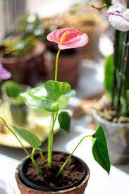 Jan 10, 2019 · pink flowers are among the most commonly seen in any garden﻿—and for good reason! 25 Best Indoor Plants Good Inside Plants For Small Space Gardening
