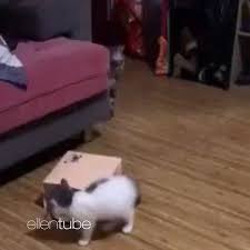 Ellen On Instagram I Wanted To Book This Cat As A Guest On My Show But I Couldn T Find Him Funny Animal Videos Crazy Cats Cute Baby Animals