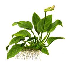 Aquatic Plant Drawing Google Search Planted Aquarium Freshwater Plants Live Aquarium Plants