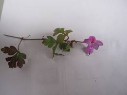 Image result for Geraniaceae