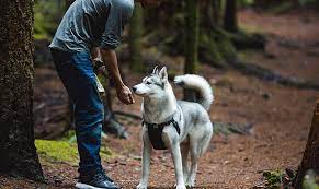 Anyone seeking excellent veterinary care for their pets can feel confidant dealing with sechelt animal hospital. All For Pets Pet Food Sechelt Pet Supplies Sechelt Pet Food Sunshine Coast Pet Supplies Sunshine Coast Pet Food Roberts Creek Pet Supplies Roberts Creek Pet Food Halfmoon Bay Pet Supplies Halfmoon