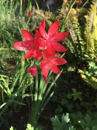 Image result for Hesperantha petitiana
