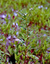 Veronica catenata (water speedwell): Go Botany