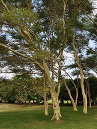 Image result for Acacia xanthophloea