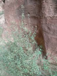 Image result for Eschenbachia stricta