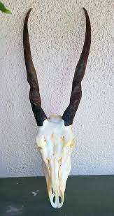 See more ideas about antelope skull, antelope, paper towel crafts. African Eland Skulls