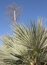 Image result for Nannorrhops