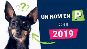 L'an dernier, en 2019, c'était la lettre p, la lettre q n'étant on a donc « sauté » la lettre q. Quel Nom En P Donner A Mon Chien En 2019 Trucs Astuces Chien Santevet