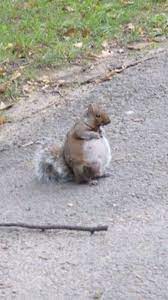 Pregnant Squirrel Glad I Never Had To Climb A Tree Pregnant Cute Baby Animals Squirrel Funny Baby Animals