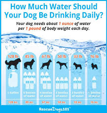 The more water they drink, the healthier they will be. 11 Great Ideas On How To Get Your Dog To Drink Water Dog Infographic Dog Water Fountain Dog Care Tips