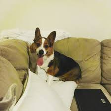 We did not find results for: Home Sunshine Corgi Rescue