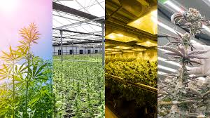 Understanding THCA Flower Grows | Hemp Living