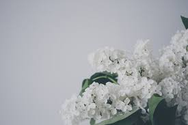 Vinca, popularly known a madagascar periwinkle or myrtle, is a beautiful shiny flower with green foliage. 100 White Flower Pictures Download Free Images On Unsplash