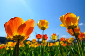 Find the best spring screensavers and wallpaper on getwallpapers. Beautiful Free Spring Wallpapers And Desktop Backgrounds