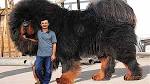 10 Of The Strongest Dog Breeds In The World - Care