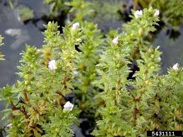 Image result for Limnophila crassifolia