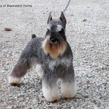 Schnauzers to rescue near you. Puppyfind Miniature Schnauzer Puppies For Sale