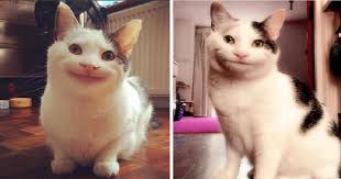 This Is Ollie The Polite Cat You May Know Him From Memes But He Is A Real Cat Eyebleach Submitted 2 days ago by sebastian_rhodes. this is ollie the polite cat you may