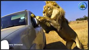 Image result for lion rips woman's arm off in her car and Africa