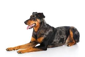 Maybe you would like to learn more about one of these? Beauceron Dog Breed Information