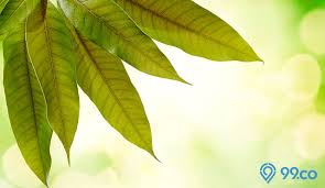 Serangan penyakit antraknose pada buah mangga akan semakin parah ketika kondisi terlalu lembab, banyak awan, hujan pada masa berbunga dan waktu malam hari akibat timbul embun yang banyak. 9 Manfaat Daun Mangga Air Rebusannya Penuh Khasiat