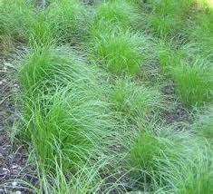 Image result for Panicum comorense