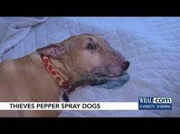 Thieves Pepper Spray Dogs Youtube