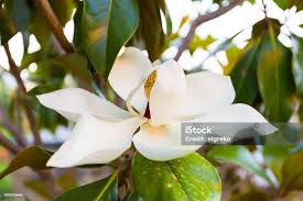 Image result for ficus elastica flower