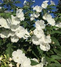 Image result for Rhodopentas bussei