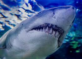 Ripley'S Aquarium Myrtle Beach Guide - Dunes Village Resort