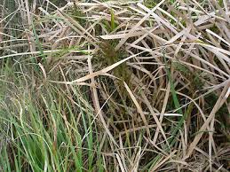 Image result for Cyclosorus interruptus