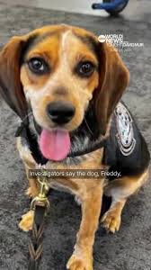 Freddie Airport Beagle