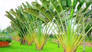 This section of palm tree landscaping ideas will offer you some ideas on palm trees to use for the following purposes: Landscape Design Palm Trees Youtube