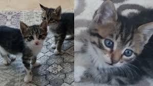 Tekirdag Kedi Sahiplendirme Ucretsiz Kedi Sahiplendirme