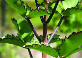 Image result for Bryophyllum pinnatum