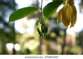 Image result for Artabotrys