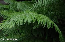 Image result for Nephrolepis biserrata