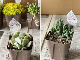 おうちでガーデニング 外出自粛中に多肉植物の寄植えをはじめました 農場で育てている多肉植物の安い店も紹介 鉢底石の代替品は メジャートリップ 旅行 スタイルブログ
